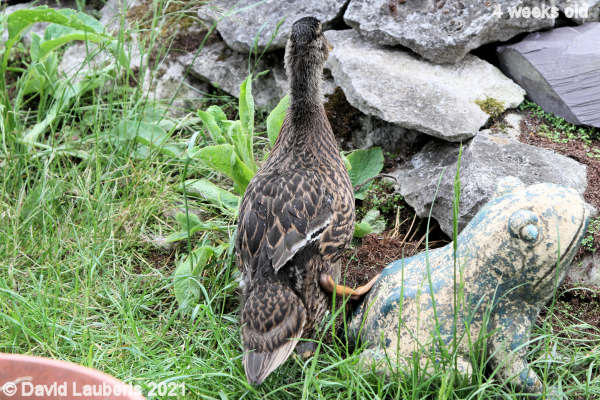 Mallard Duck Me and my frog mate 6:11pm 27th May 2021