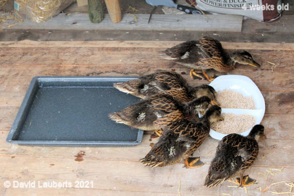 Mallard Duck Teatime snack 6:13pm 27th May 2021