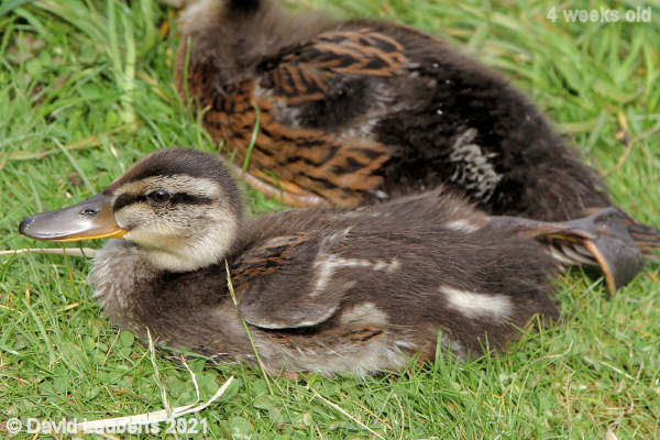 Mallard Duck Baby having a stretch 9:17am 28th May 2021