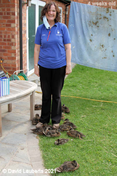 Mallard Duck At the feet of the NHS 10:00am 28th May 2021