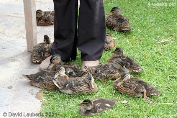 Mallard Duck Foot camping 10:00am 28th May 2021