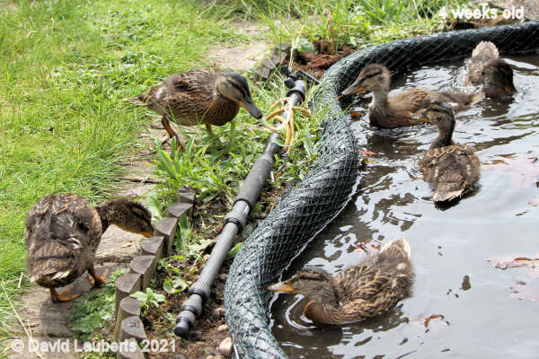 Mallard Duck Eating Lily roots! 11:40am 28th May 2021