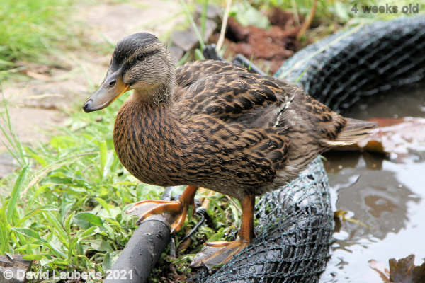 Mallard Duck Going to try pole balancing 11:47am 28th May 2021