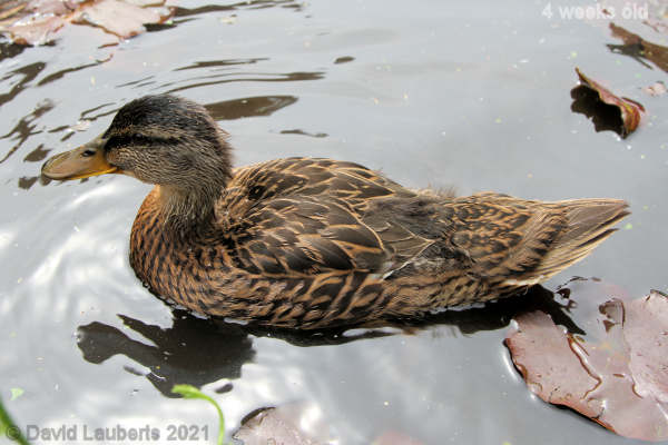 Mallard Duck Not many down feathers left 11:50am 28th May 2021