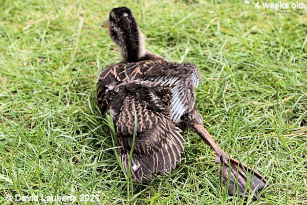 Mallard Duck Duck pilates 11:51am 28th May 2021