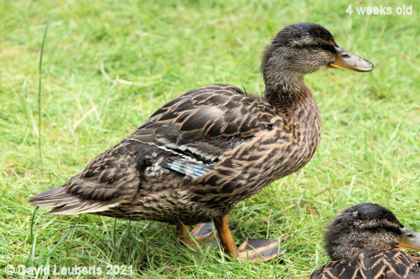 Mallard Duck White and black stripe almost there 11:51am 28th May 2021