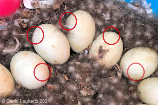 Mallard Duck 5 Pipped eggs 23rd April 2021