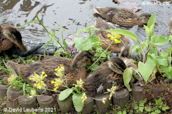 Mallard Duck The cowslips won't last long now 11:52am 28th May 2021