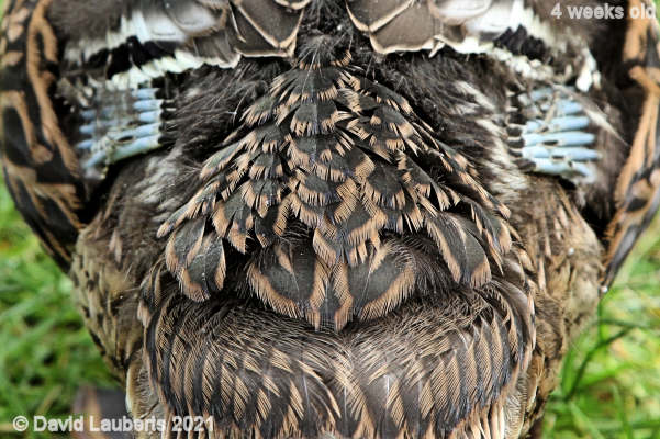 Mallard Duck Interesting patterns 11:54am 28th May 2021