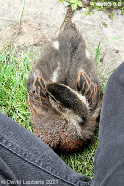 Mallard Duck Finding a safe place to sleep 11:54am 28th May 2021