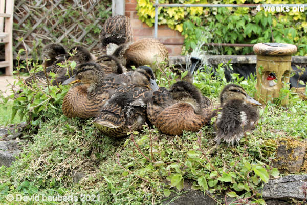 Mallard Duck On the edge 1:57pm 28th May 2021