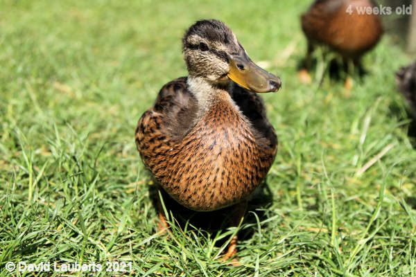 Mallard Duck Time for another dip! 5:15pm 28th May 2021