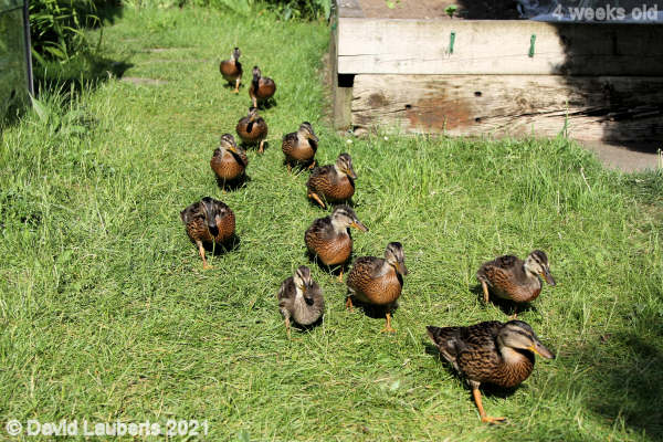 Mallard Duck Who's going to be first? 5:16pm 28th May 2021