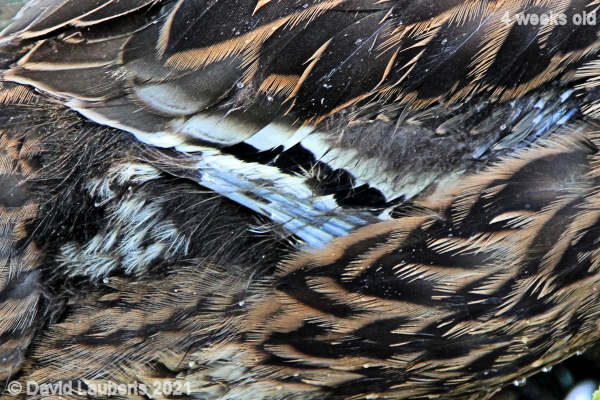 Mallard Duck Feather detail 5:24pm 28th May 2021