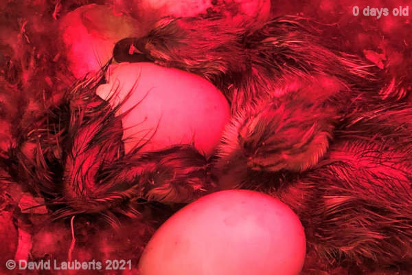 Mallard Duck Number 3 hatching 3:53 am 24th April 2021