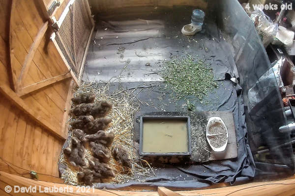 Mallard Duck Starting to fill up the corner now 8:27am 28th May 2021