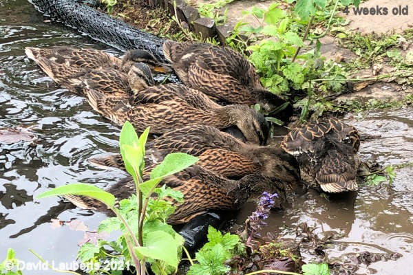 Mallard Duck Where there's mud there's food 10:48am 29th May 2021