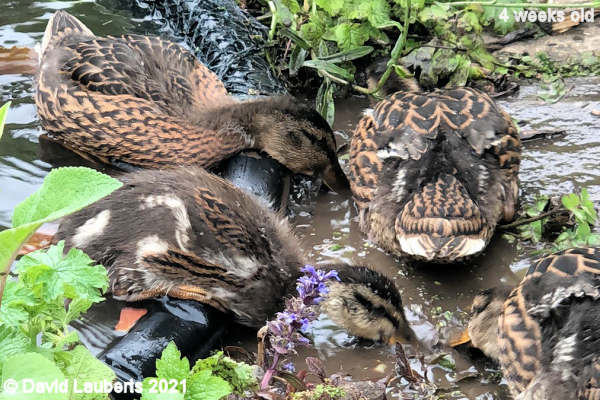 Mallard Duck Purple necklace? 10:48am 29th May 2021