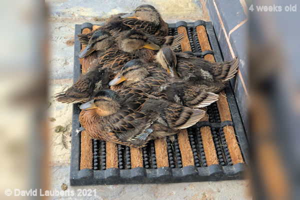 Mallard Duck Staking a claim on the mat 11:51am 29th May 2021