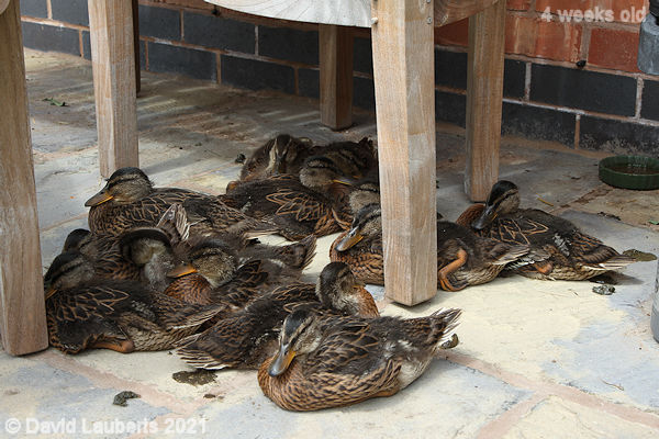 Mallard Duck Finding a comfy place under the bench 12:53pm 29th May 2021