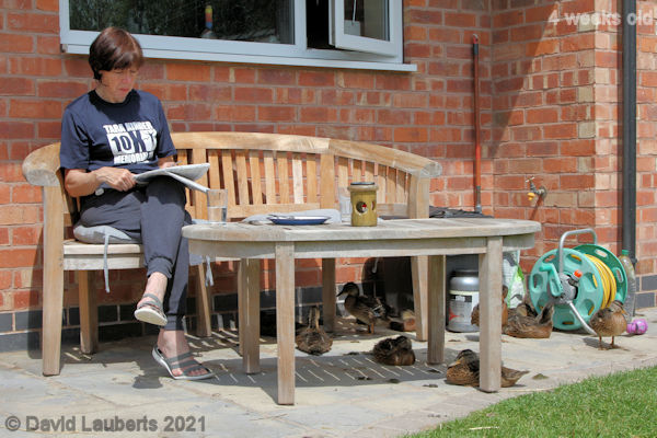 Mallard Duck Lunch time rest 1:34pm 29th May 2021