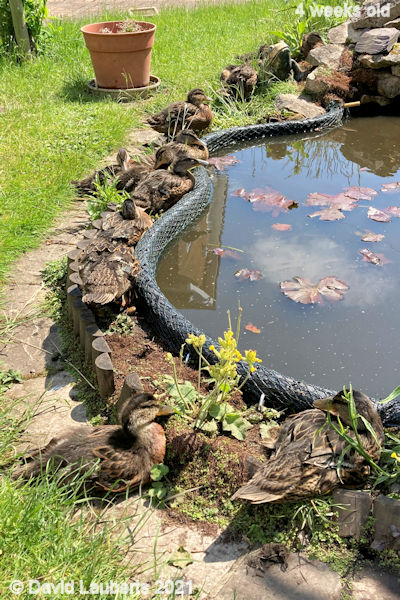 Mallard Duck Who's going in first? 2:29pm 29th May 2021