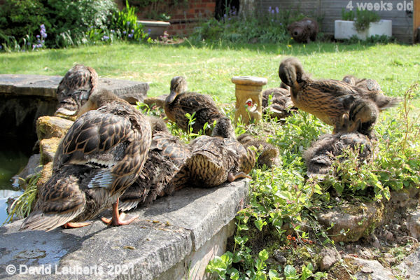 Mallard Duck Settling down for the evening sun 4:54pm 29th May 2021