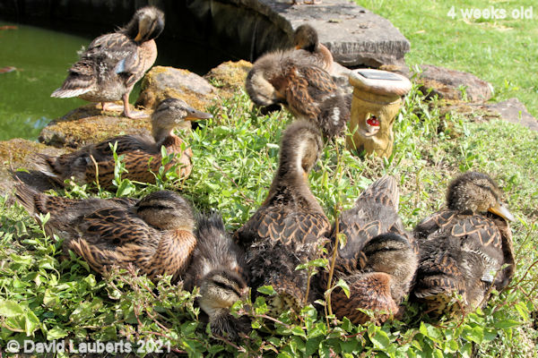 Mallard Duck Glorious sun 4:58pm 29th May 2021
