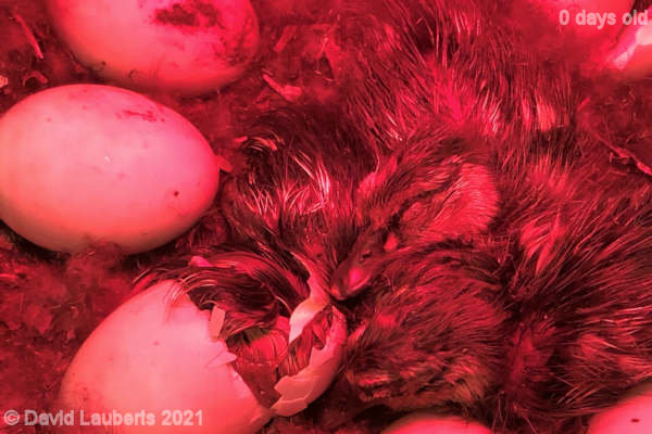 Mallard Duck Number 4 hatching 4:46 am 24th April 2021