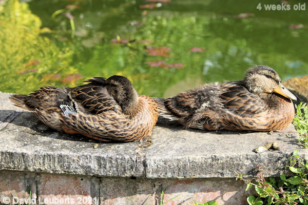 Mallard Duck Spilling on to the pond wall 4:58pm 29th May 2021