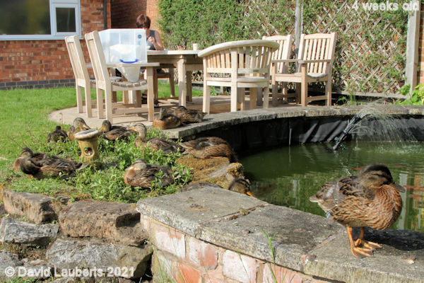 Mallard Duck Relax time 5:00pm 29th May 2021