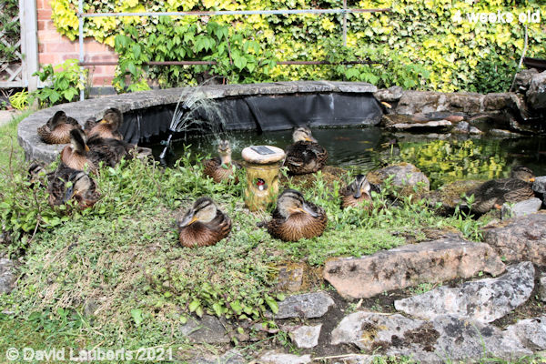 Mallard Duck Rockery sun 5:00pm 29th May 2021