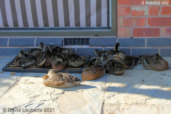 Mallard Duck Camping on the doorstep 5:57pm 29th May 2021