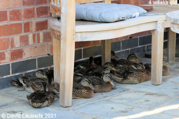 Mallard Duck Sheltering under the bench 6:13pm 29th May 2021