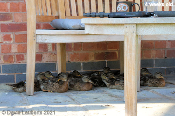 Mallard Duck Sat comfortably 6:13pm 29th May 2021
