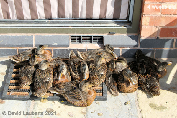 Mallard Duck Camping on the doorstep 9:51am 30th May 2021
