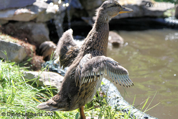 Mallard Duck Stretching out 3:34pm 30th May 2021