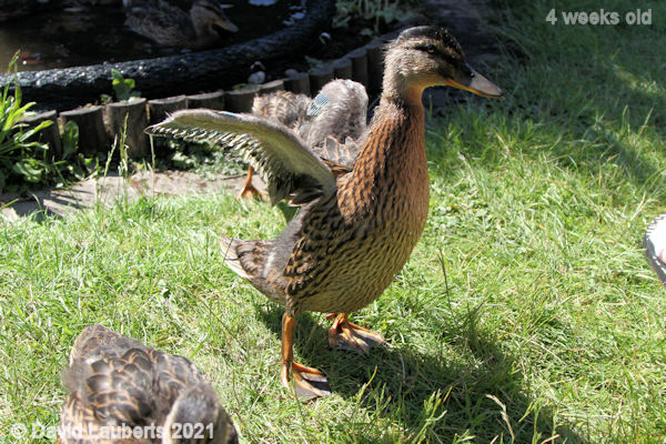 Mallard Duck Growing wings 3:35pm 30th May 2021