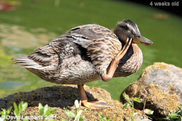 Mallard Duck Let me think 4:02pm 30th May 2021