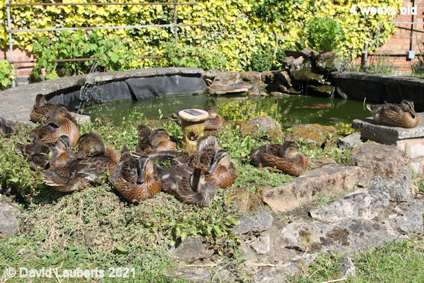 Mallard Duck Another lazy day 4:09pm 30th May 2021