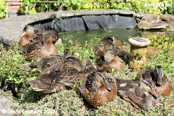 Mallard Duck Sitting on the edge 4:10pm 30th May 2021