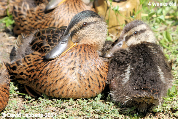 Mallard Duck Comparing feathers 4:11pm 30th May 2021