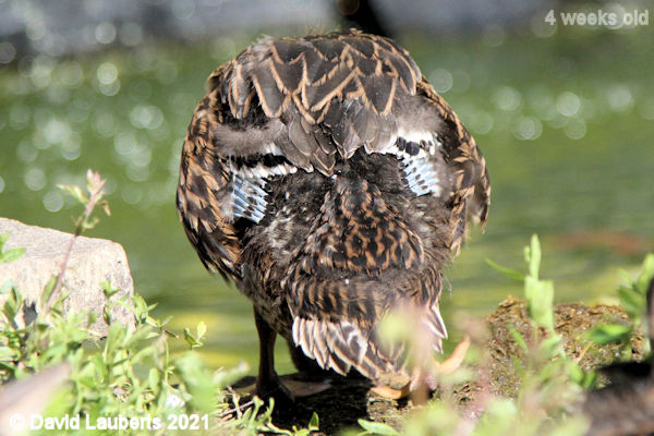 Mallard Duck pin feathers 4:13pm 30th May 2021