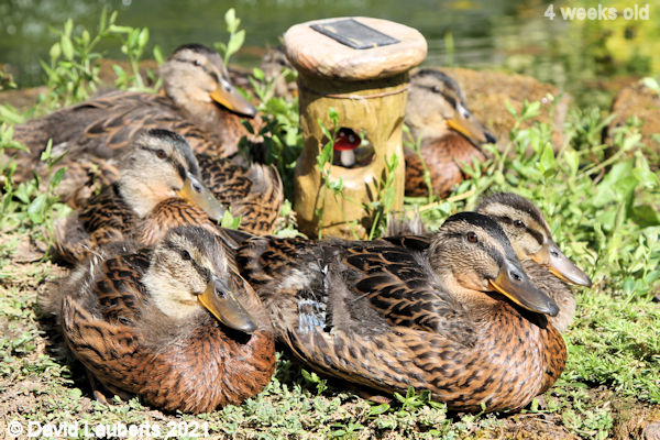 Mallard Duck Me and my friends 4:15pm 30th May 2021