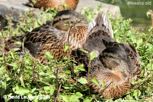 Mallard Duck Getting under the wing 4:16pm 30th May 2021