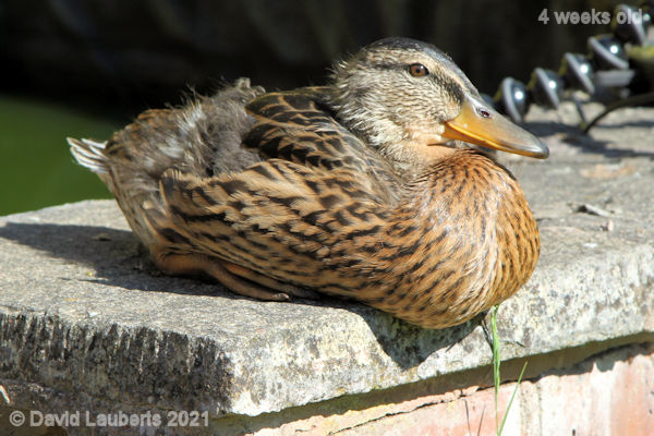Mallard Duck I will not fall off 4:16pm 30th May 2021