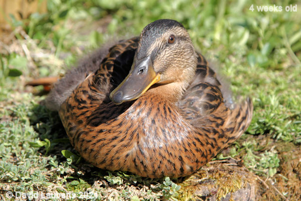 Mallard Duck Browns my colour 4:20pm 30th May 2021
