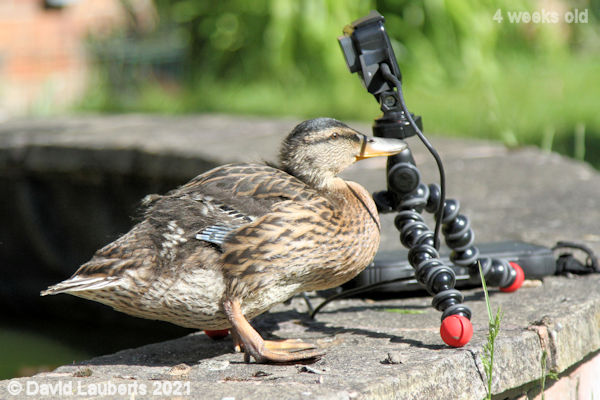 Mallard Duck Say cheese! 4:21pm 30th May 2021