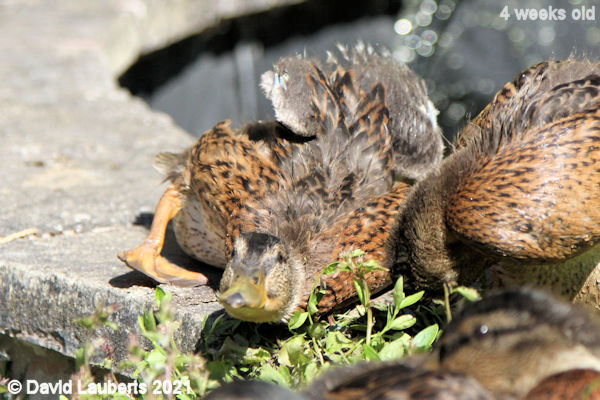 Mallard Duck I am streching 4:23pm 30th May 2021