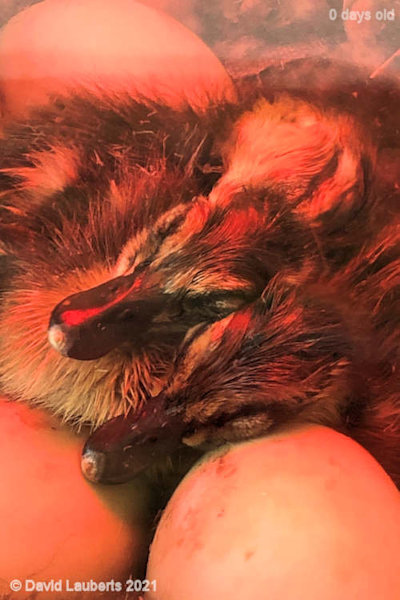 Mallard Duck Its all too much 6:38am 24th April 2021